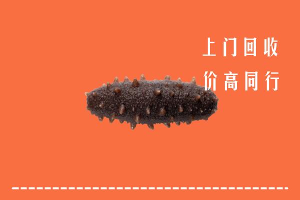 聂拉木回收海参